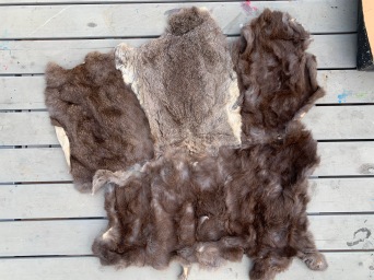 Neal Stilley's rabbit hide for for Outreach programs